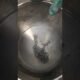 That is what occurs must you pour liquid nitrogen into a soiled container