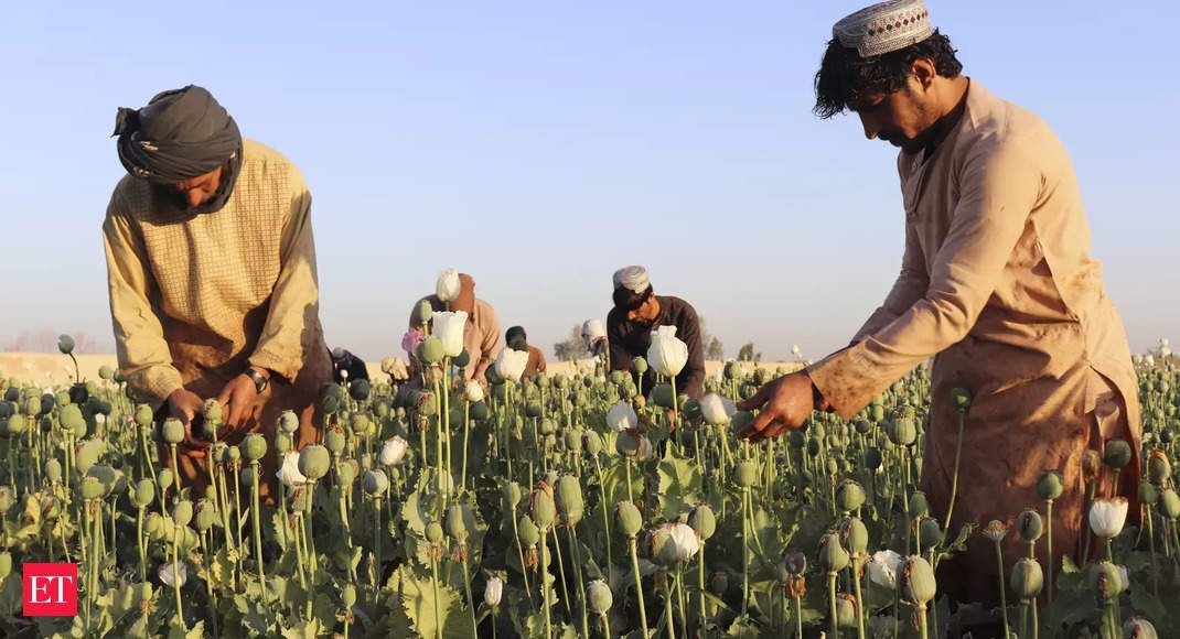 Taliban chief orders ban on poppy cultivation