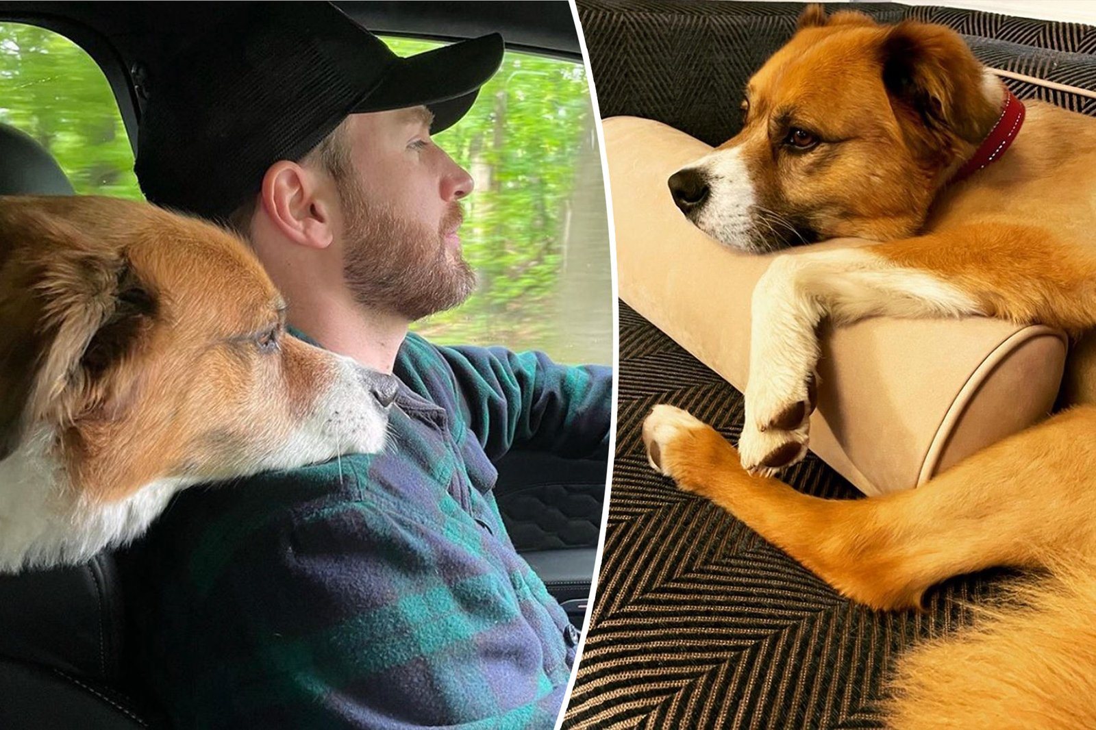 Chris Evans popular National Rescue Dog Day with pooch Dodger