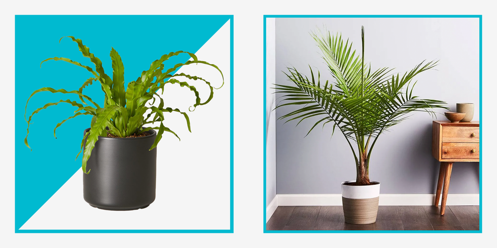 The 20 Most attention-grabbing Indoor Vegetation to Liven up Your Command
