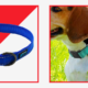 The 7 Finest Dog Collars of 2022, Selected by Experts