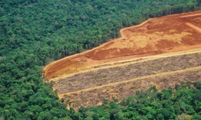 Crimson meat boycotts aren’t sufficient to place the Amazon rainforest