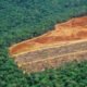 Crimson meat boycotts aren’t sufficient to place the Amazon rainforest