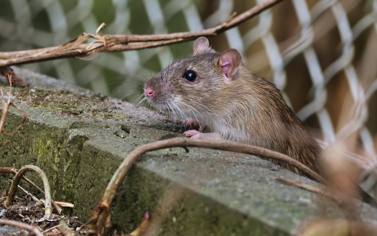 Record: Chicago Ranks #1 For The “Rattiest City,” New York Comes In At #2