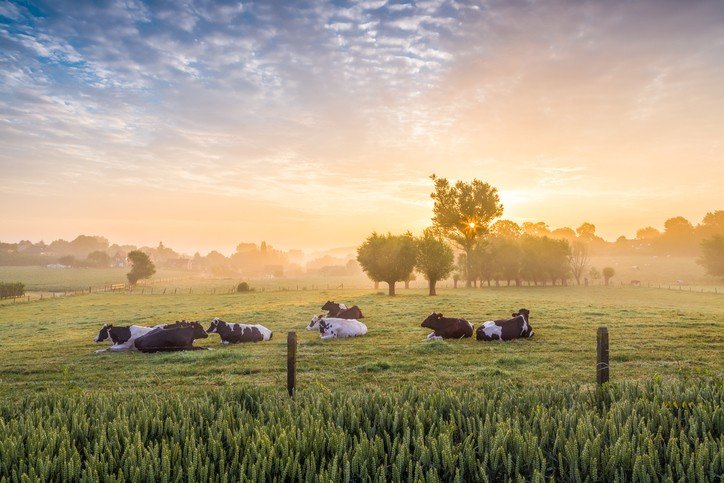 The rising enchantment of the ‘grass-fed divulge’