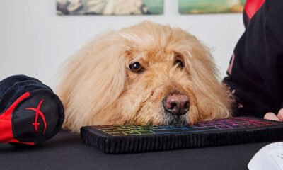 Steal these PC gaming dog toys from HyperX, fellow humans